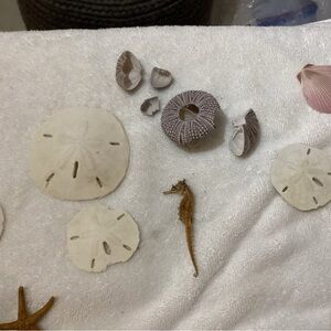 Sea shell,etc. vintage